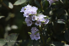 Phlebophyllum kunthianum